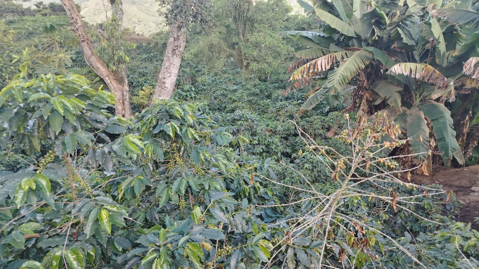 Cerro cojon 1