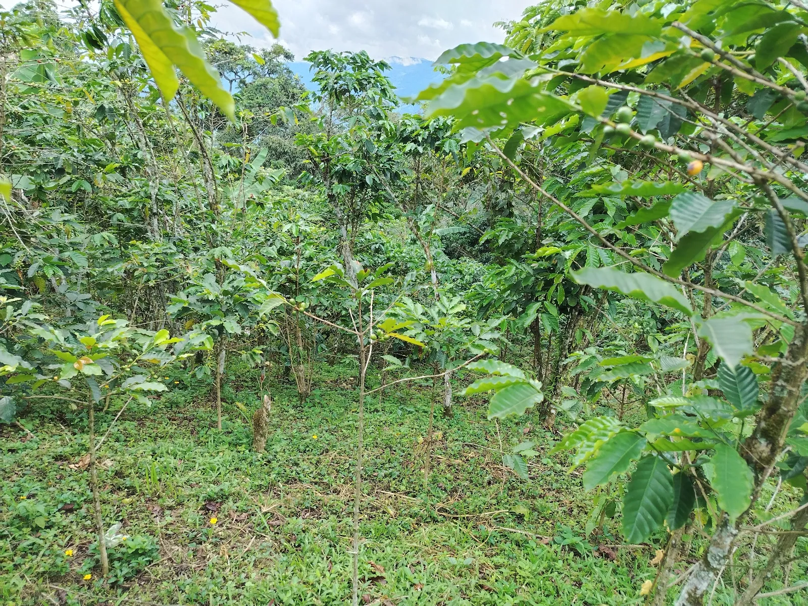 Café de altura