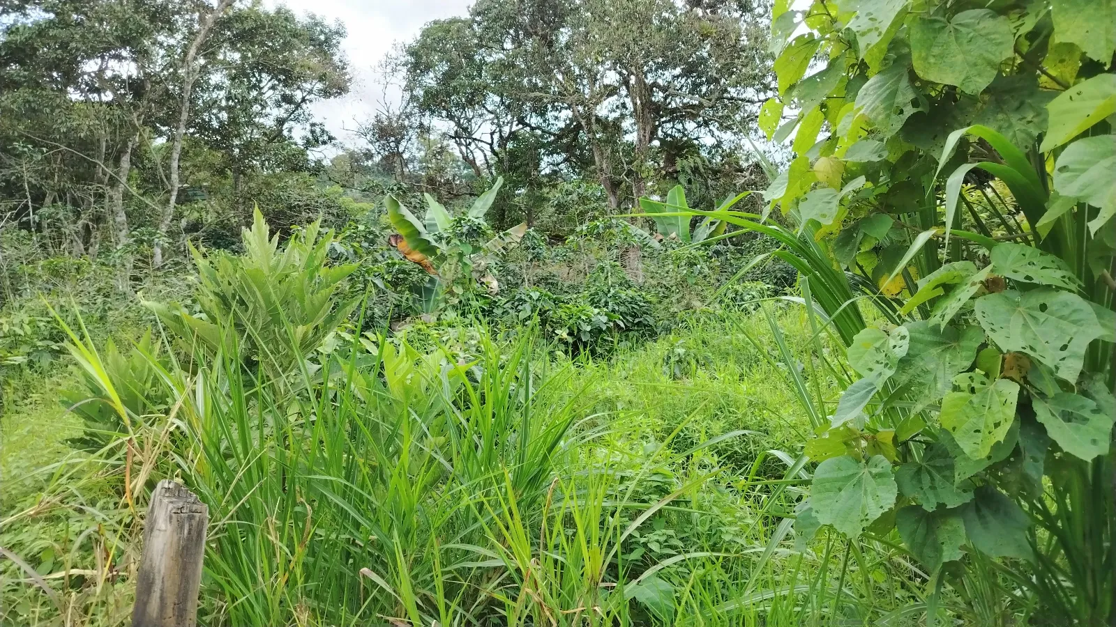 Chapita