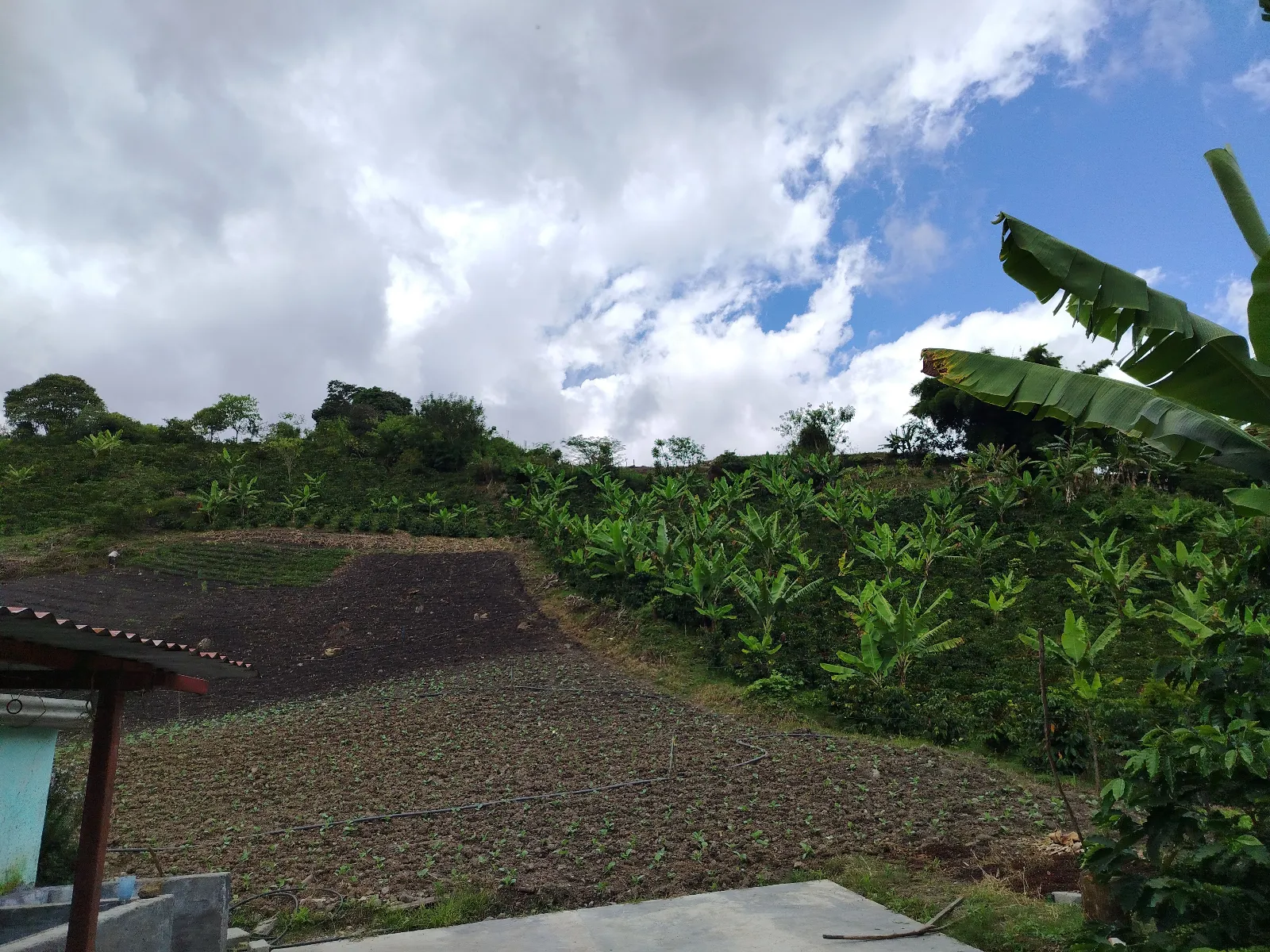 Finca reinaldo