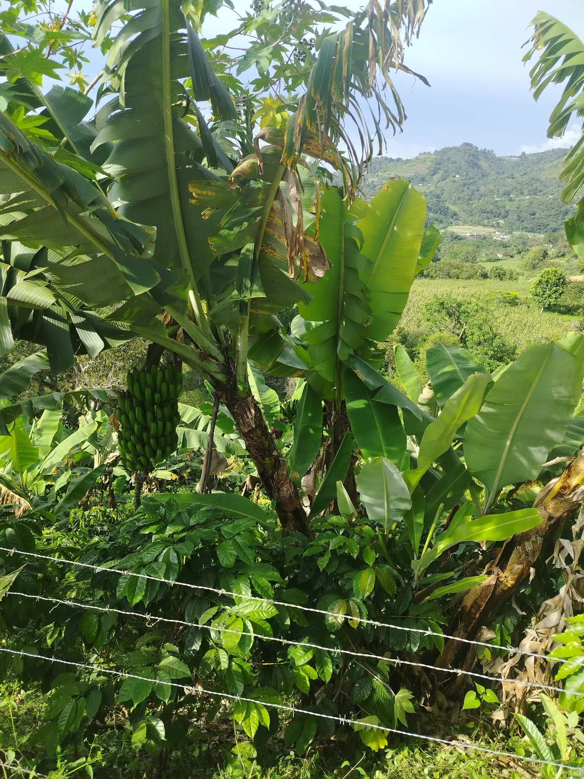 Finca briceño pirela