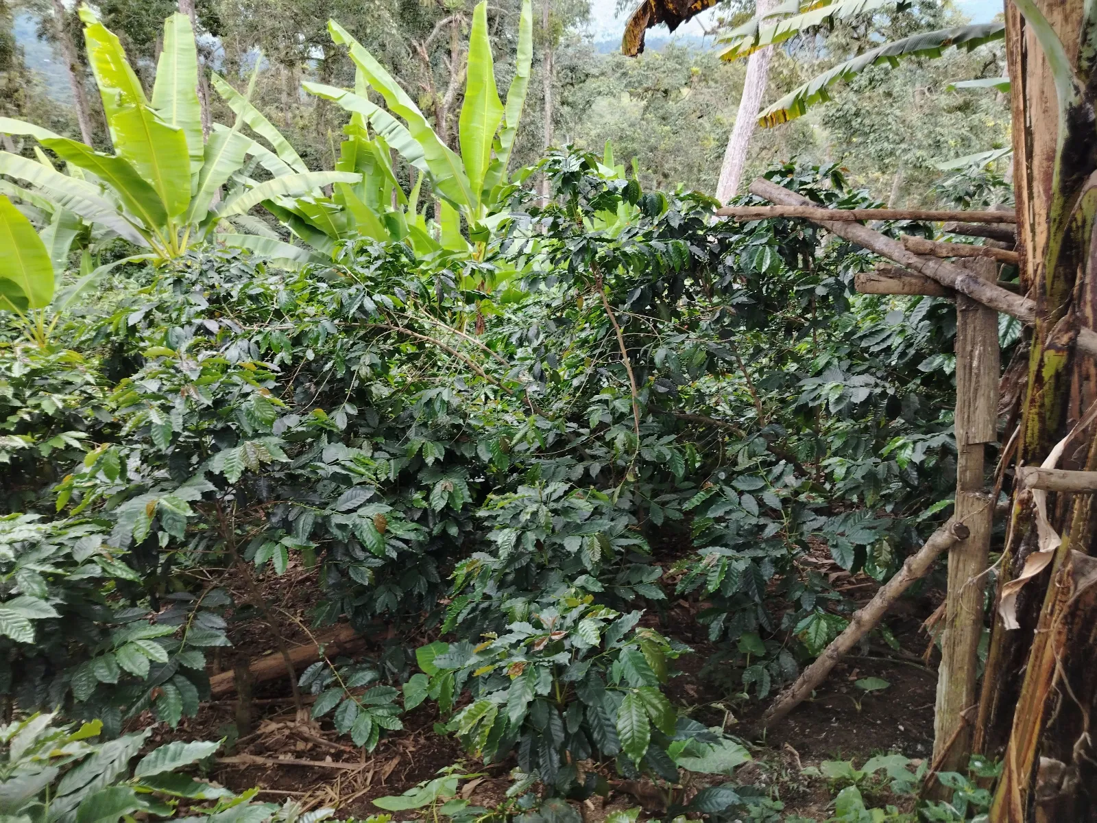 La Pequeña