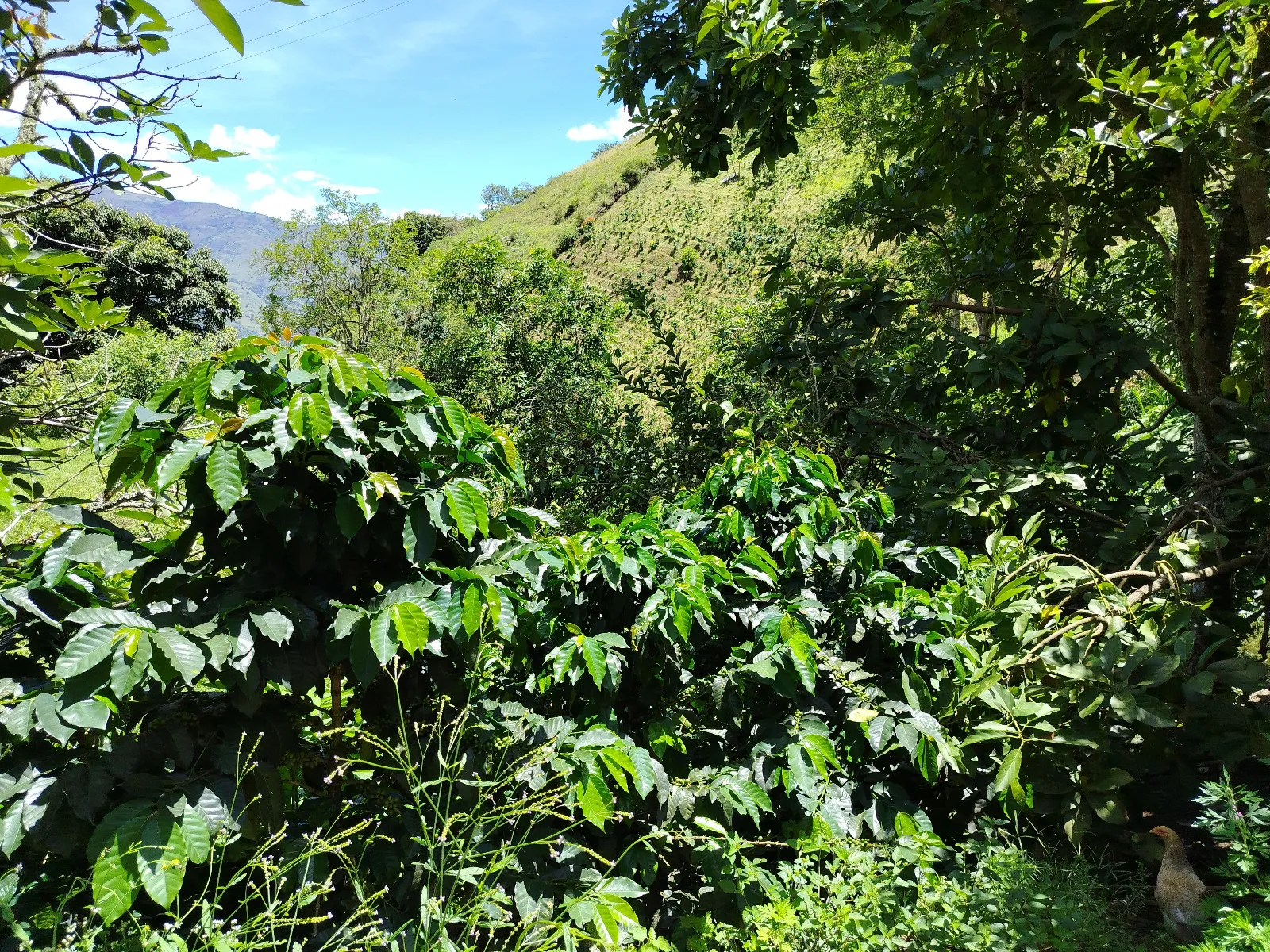 Finca Juan