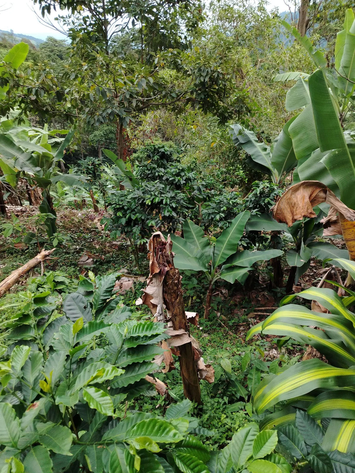 Fundo San benito