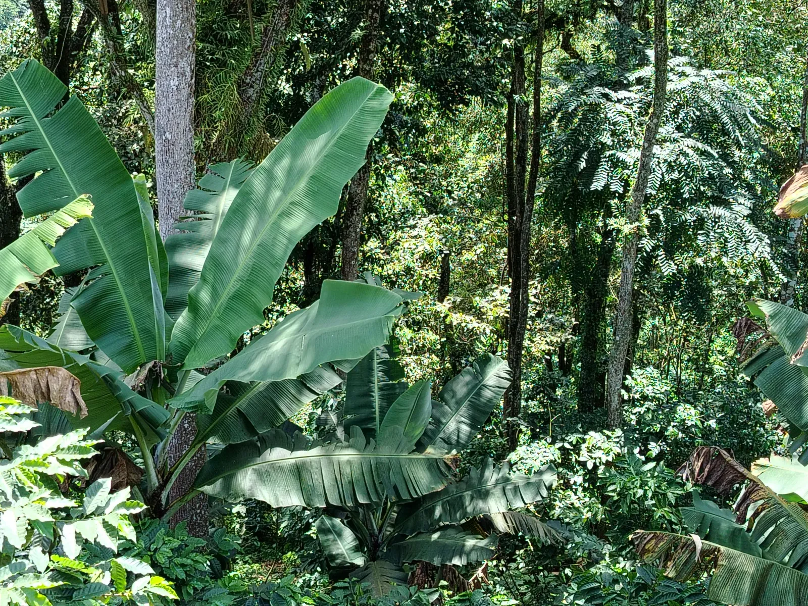 Gregorio