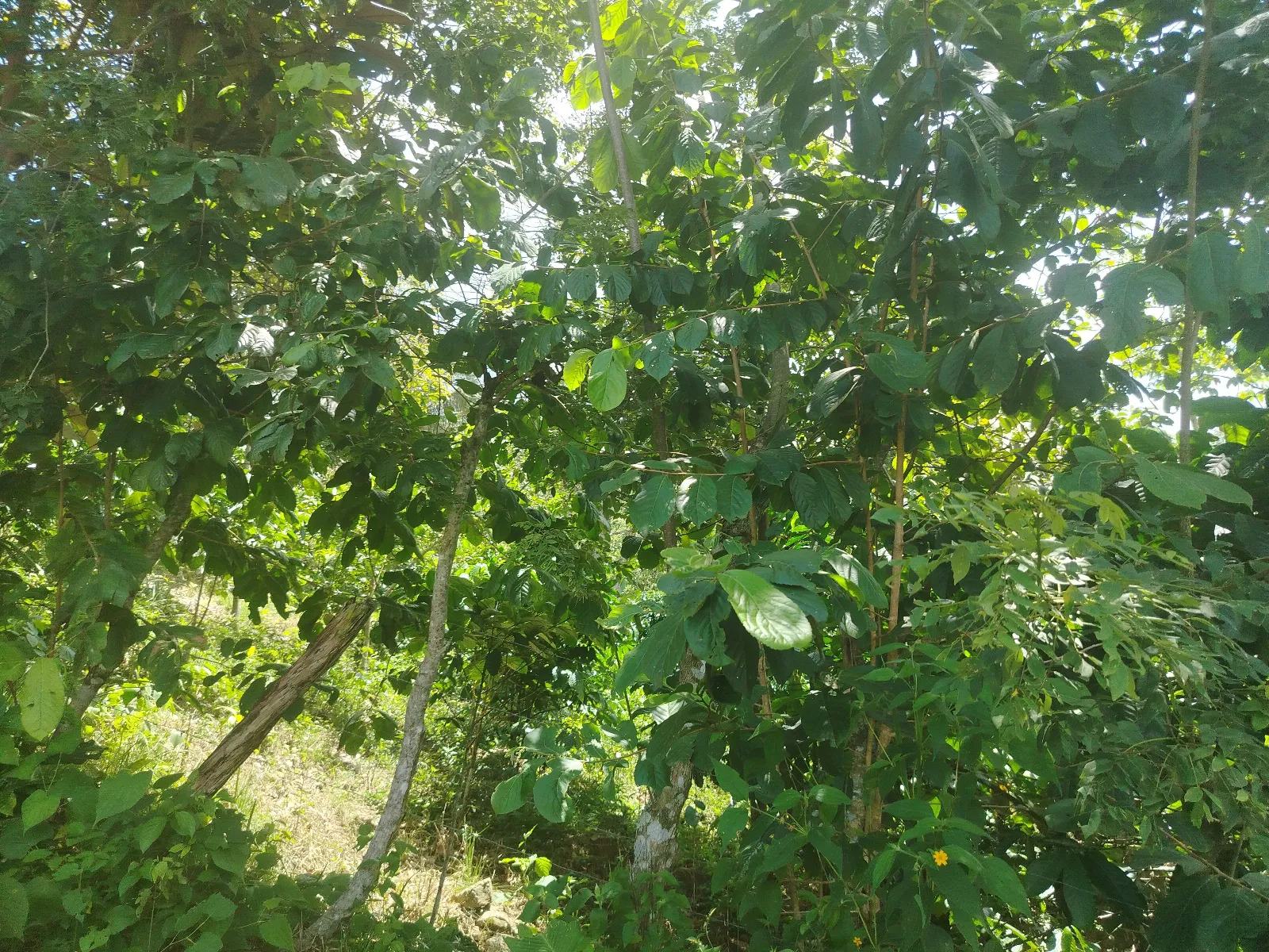 El Progreso