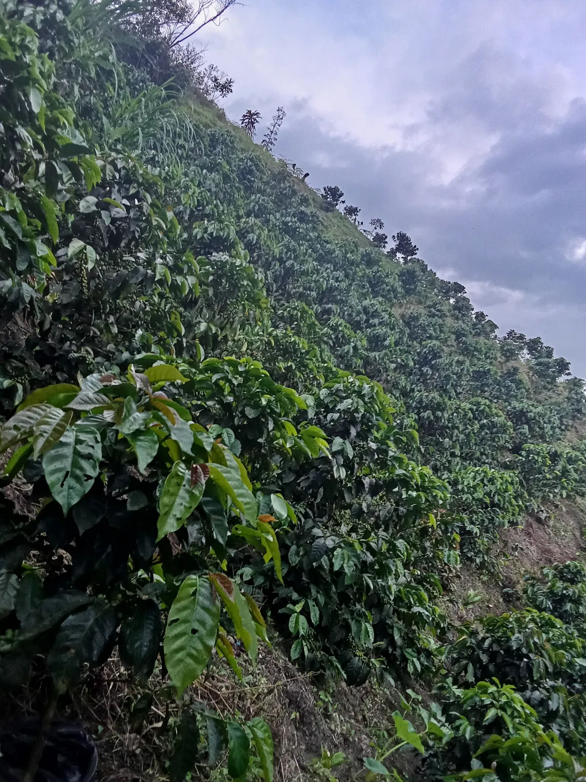 Finca Alcalá