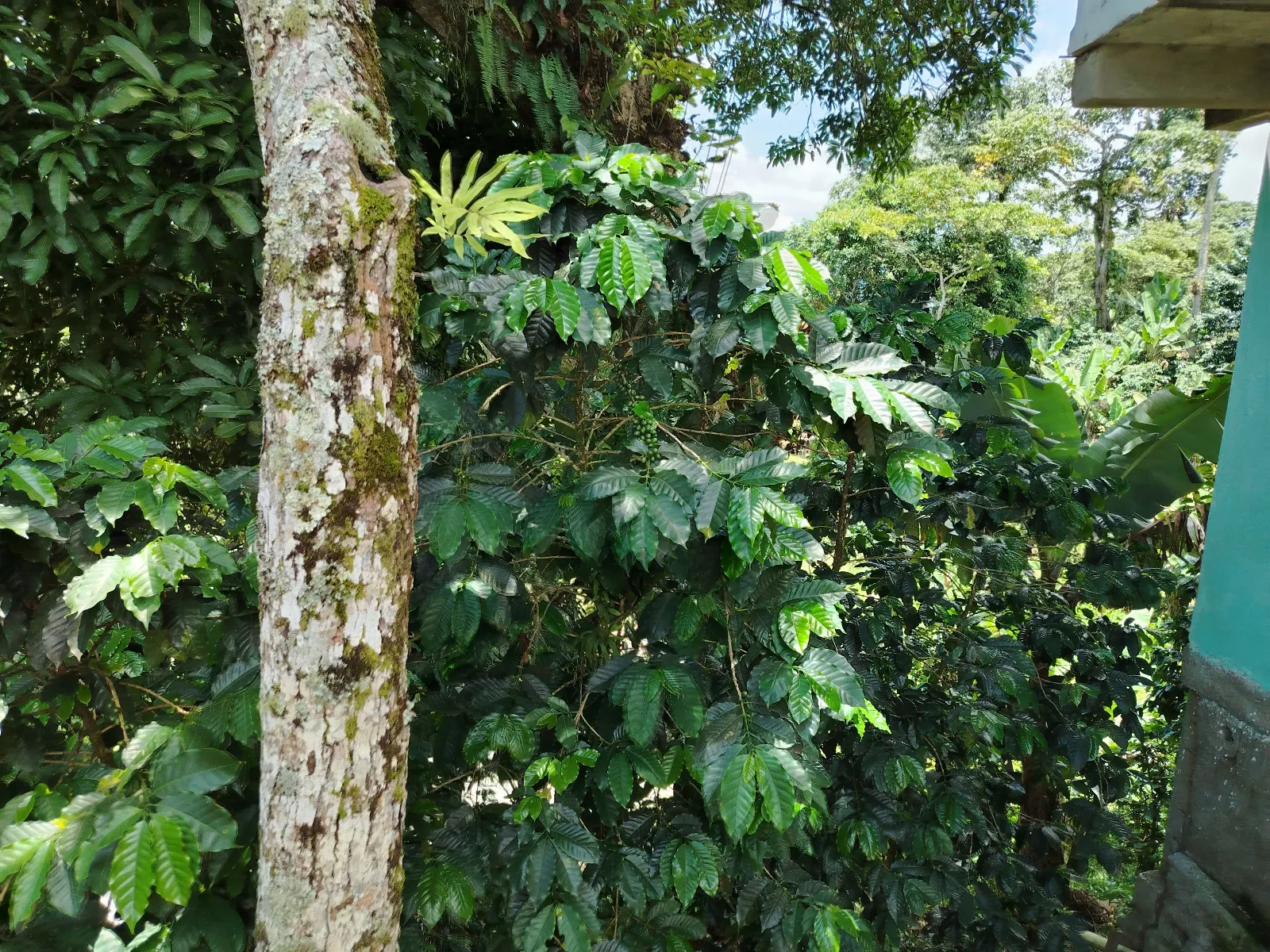La hilaria
