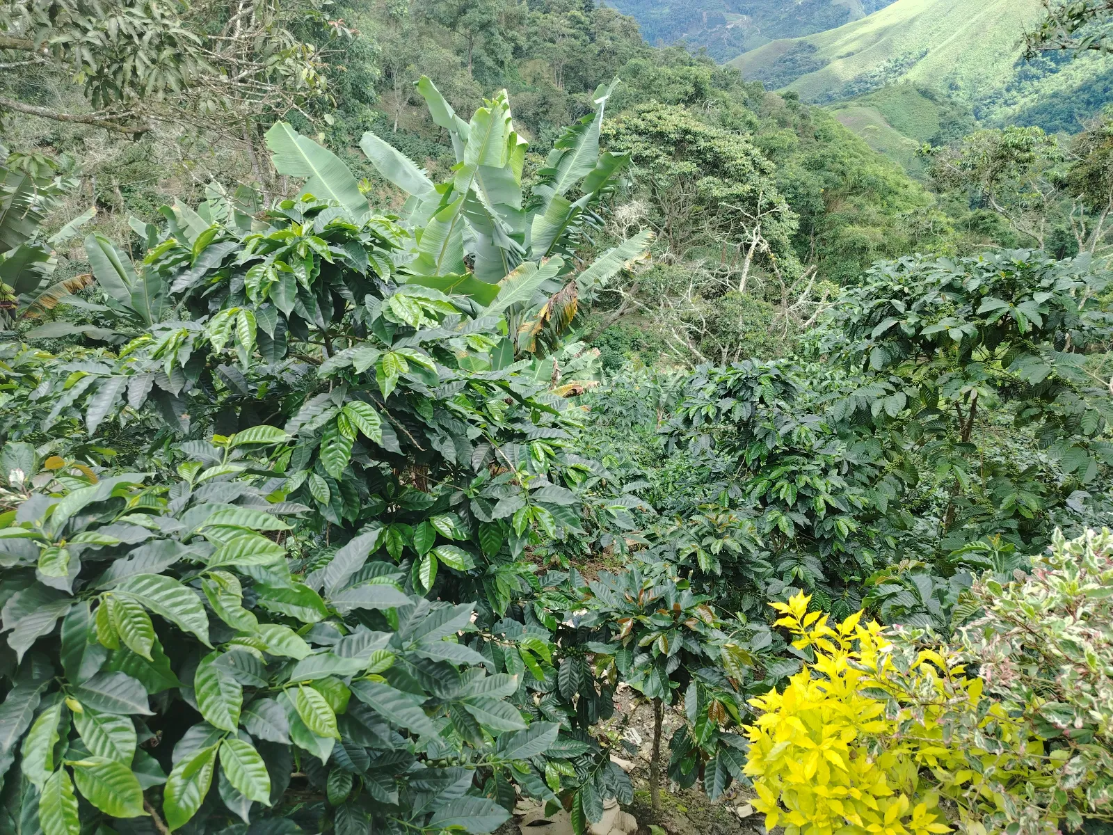 Altagracia