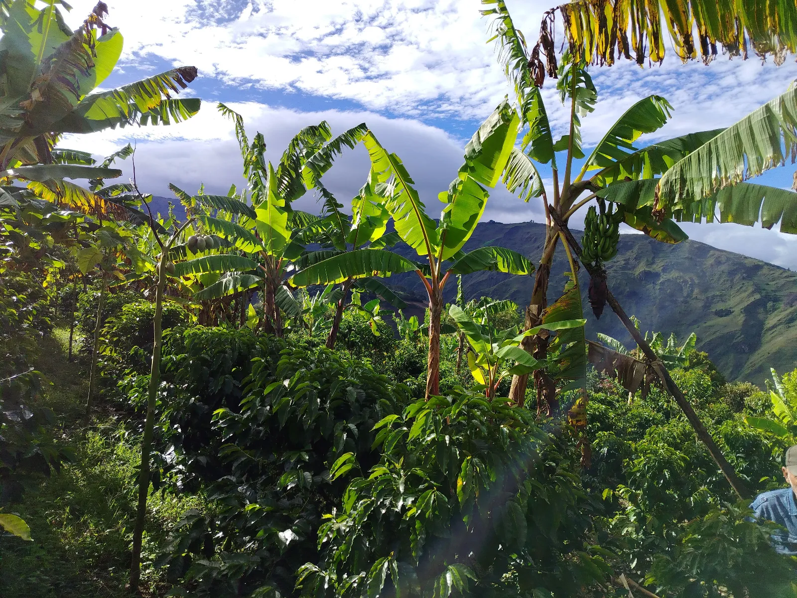 Finca San Antonio