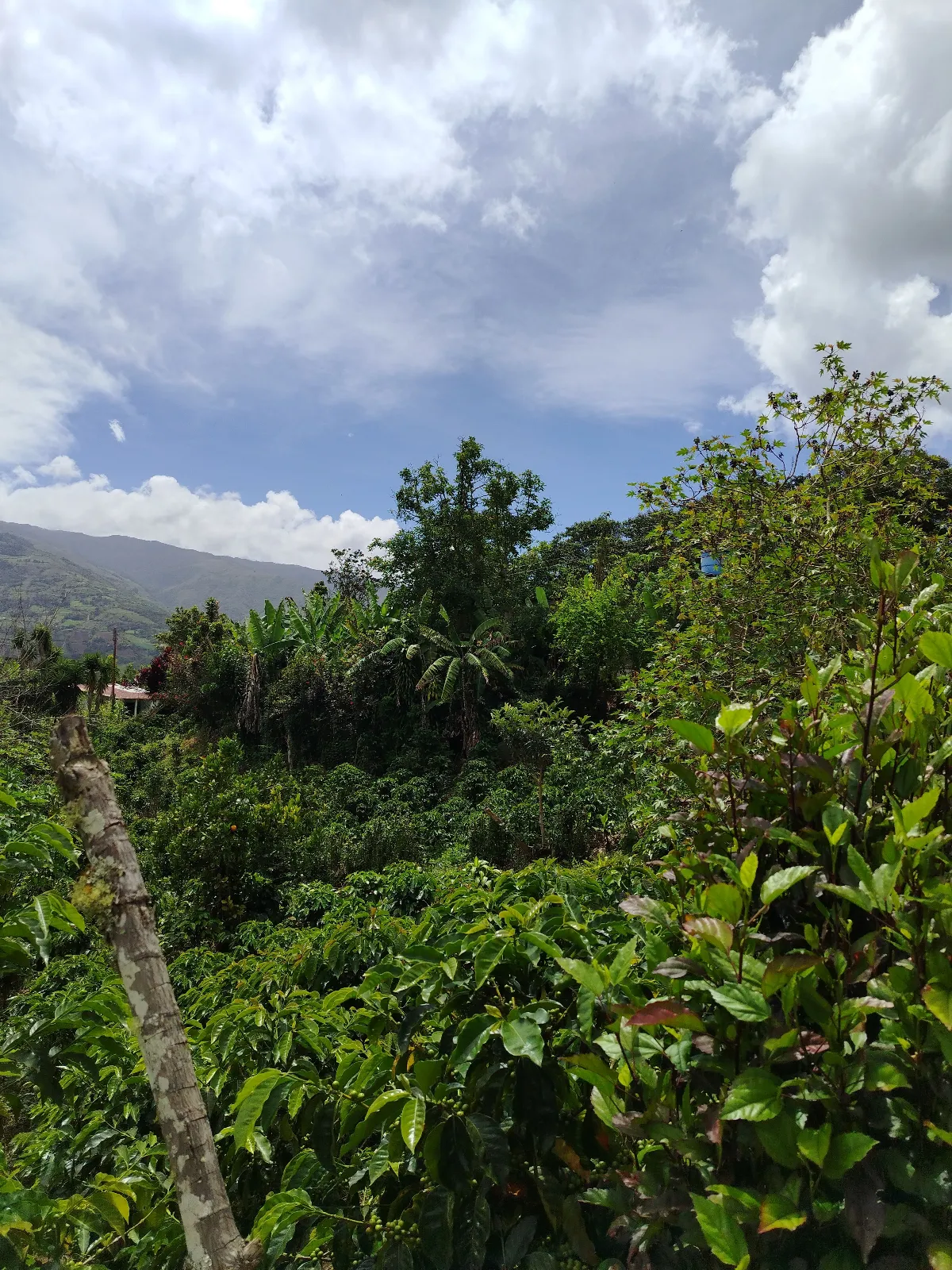 Hacienda Rodrigo
