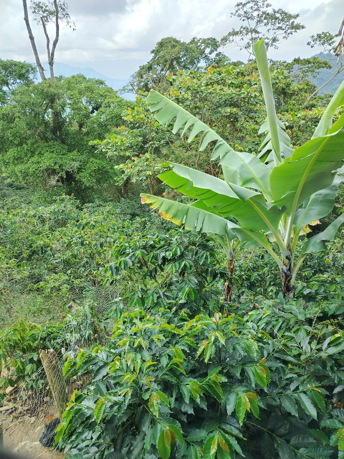 Bella Vista