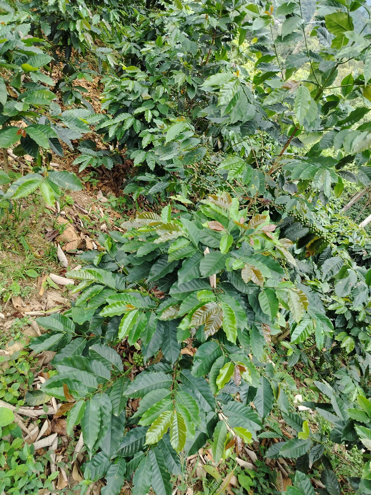 La Fortuna