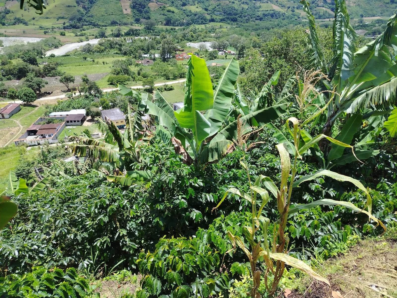 Finca Don Luis
