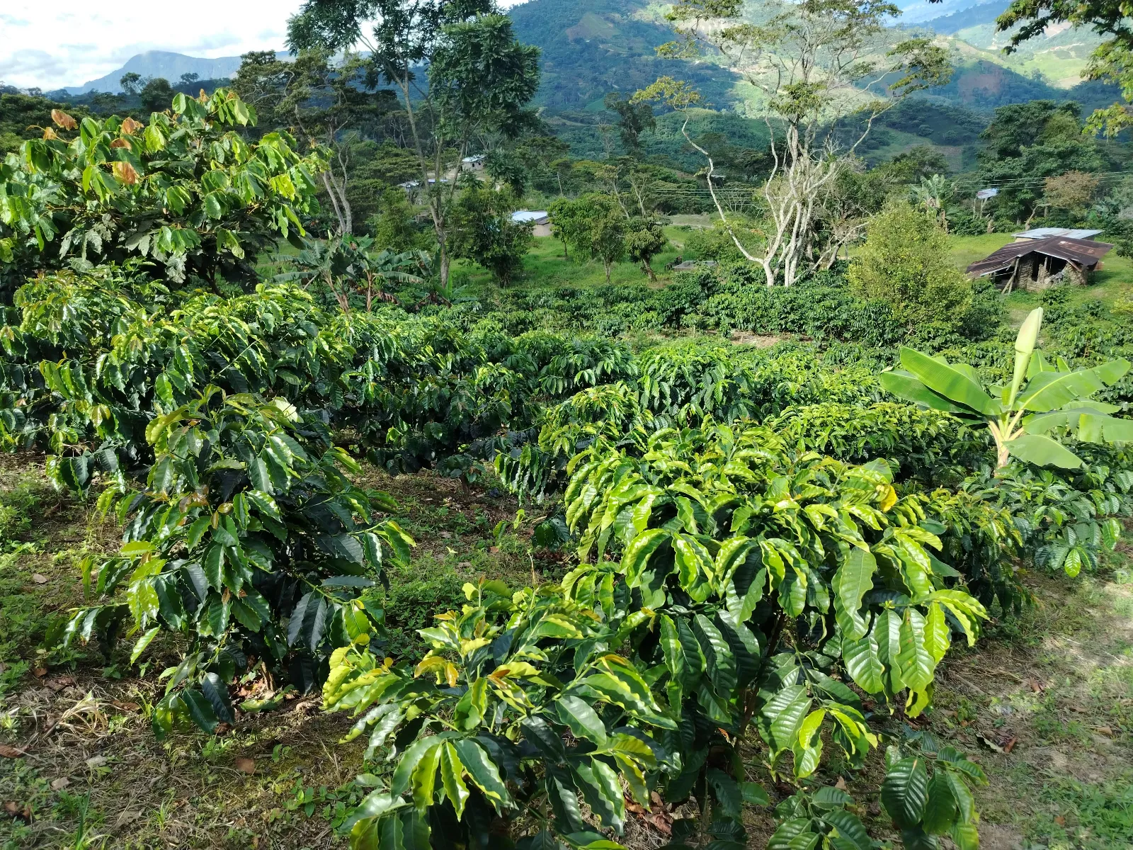 La esperanza