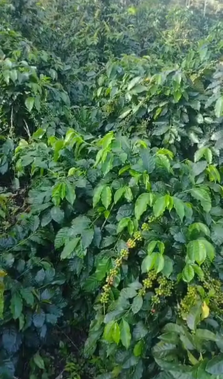 El Mogote