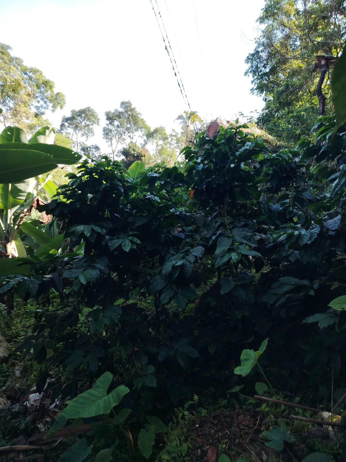 La cuchilla
