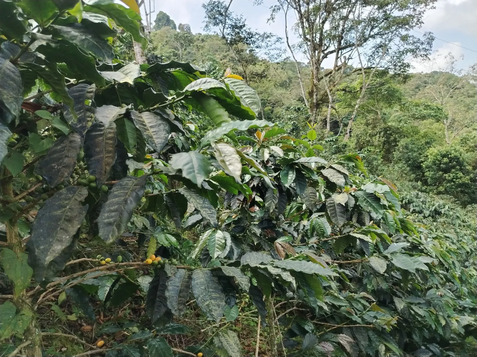 Valle verde
