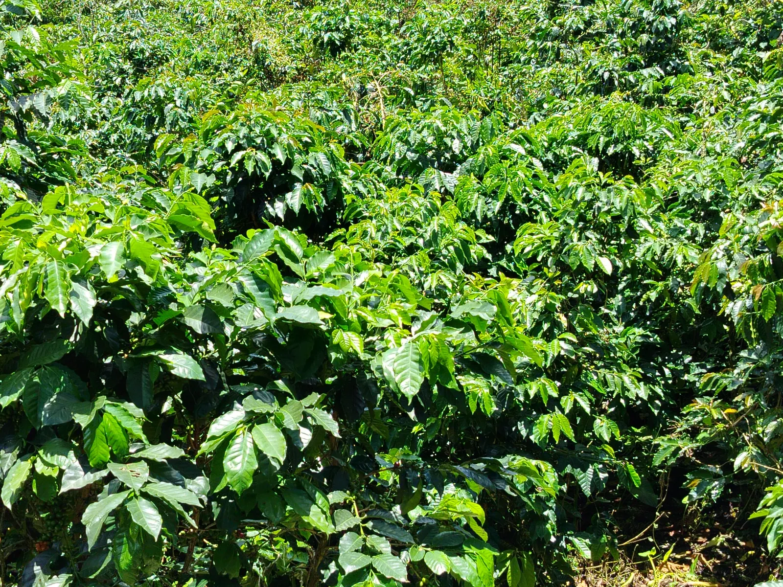 El Valle 2