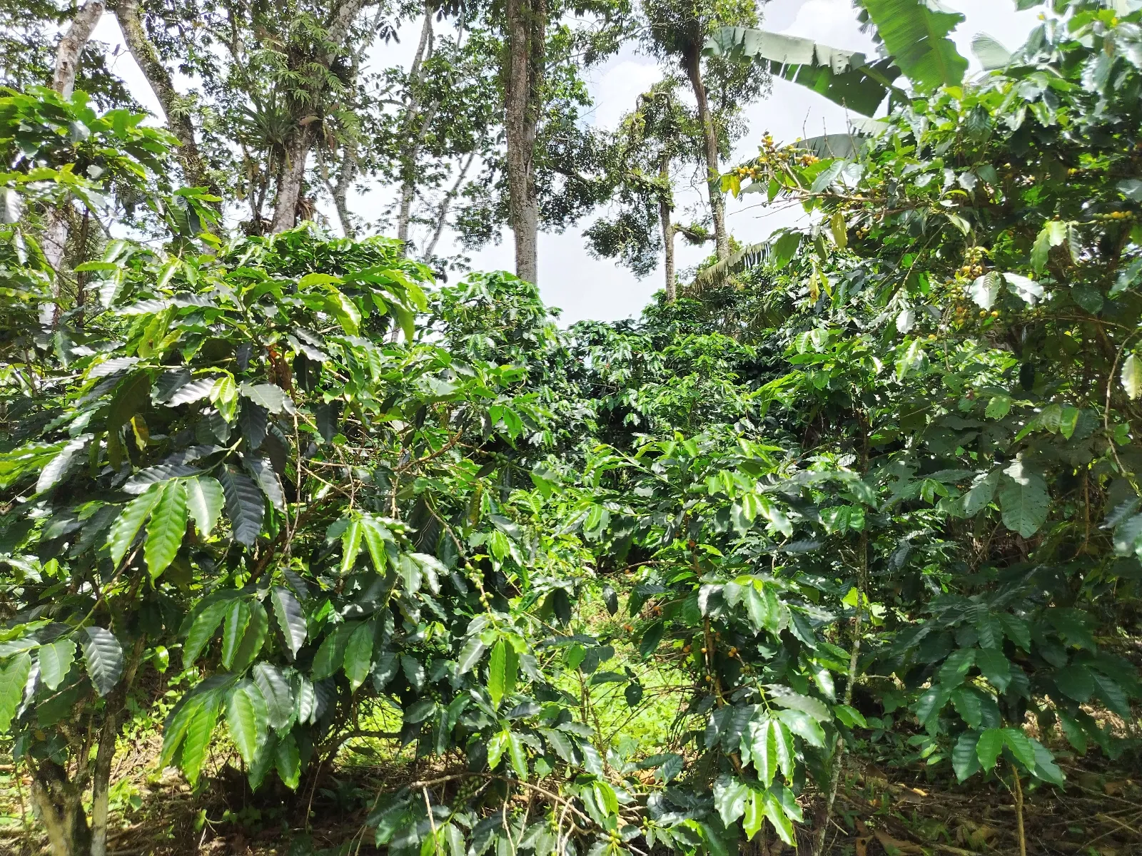 La Extensión