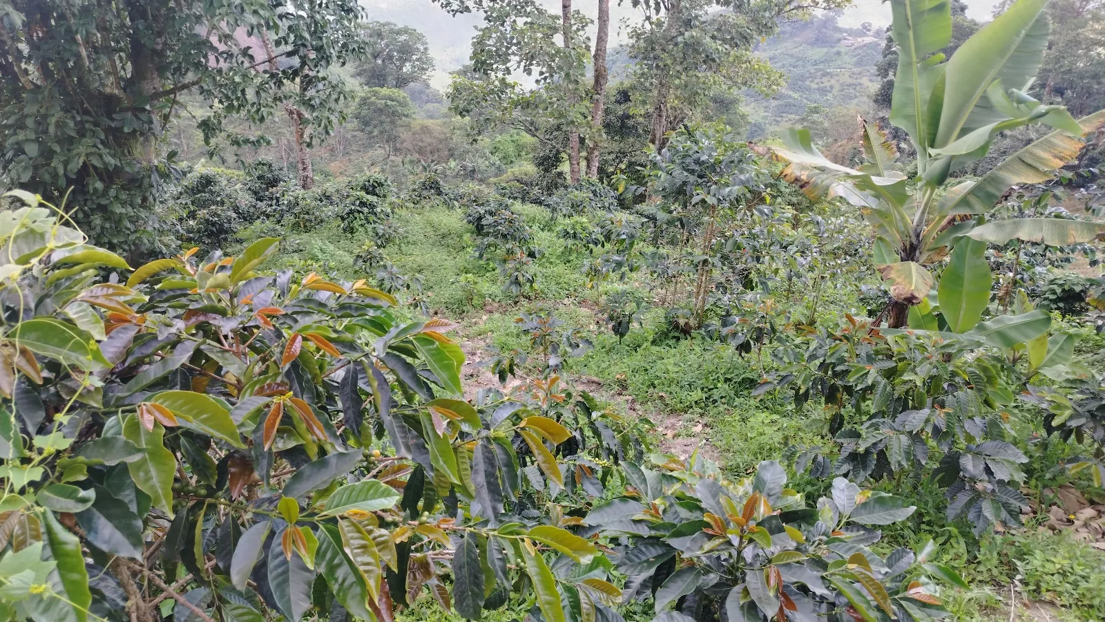 La Gollera