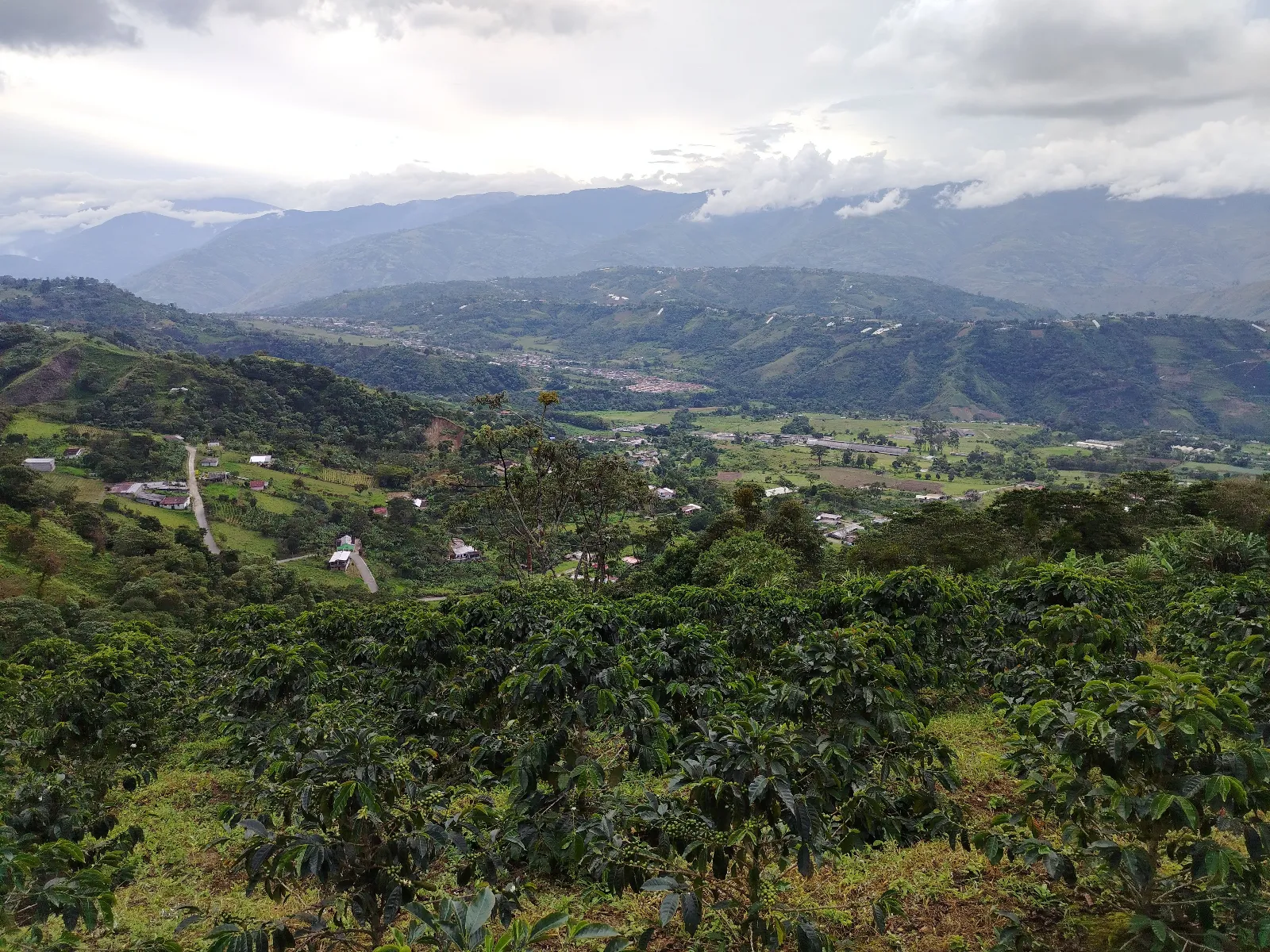Finca narsiso