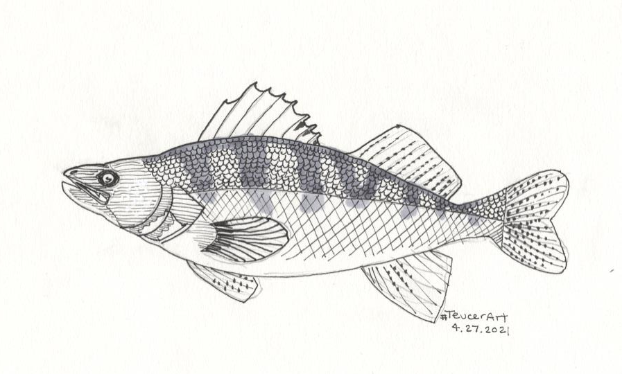 images/artclub_walleye-1.png