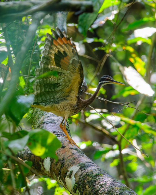 Amazon River Cruise