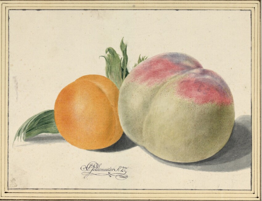 Jan Gildemeester (Lissabon 1744 - 1799 Amsterdam) | Stillleben mit Marille und Pfirsich | Displayed motifs: Coat of arms, Fruit, Lemon, Watermelon, Pear, 