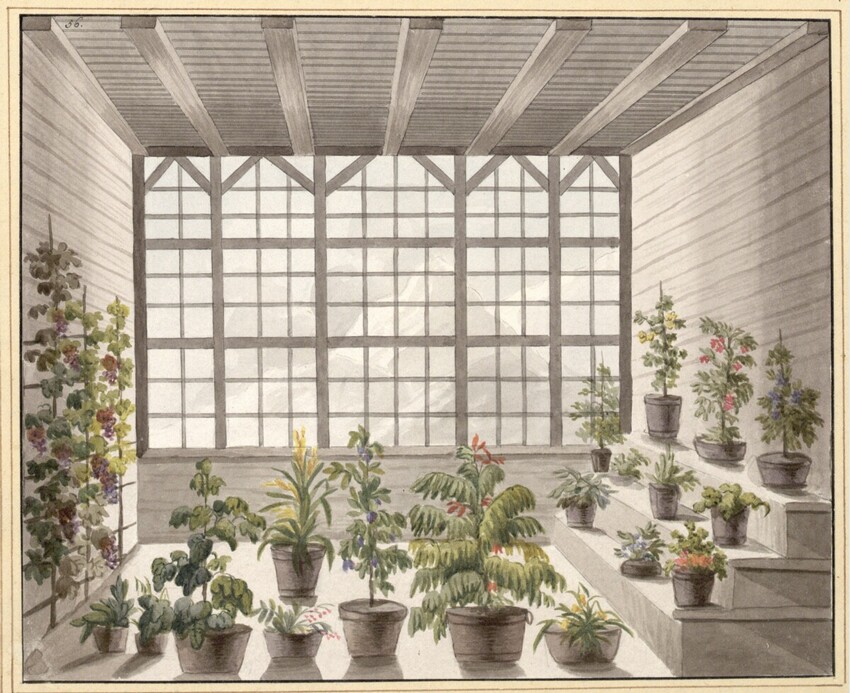 After Louis François Marquis de Beaumanoir (Frankreich/Russland, 1777 - 1810) | Gewächshaus 56 | Displayed motifs: Houseplant, Flowerpot, Plant, Building, Window, Coat of arms, 