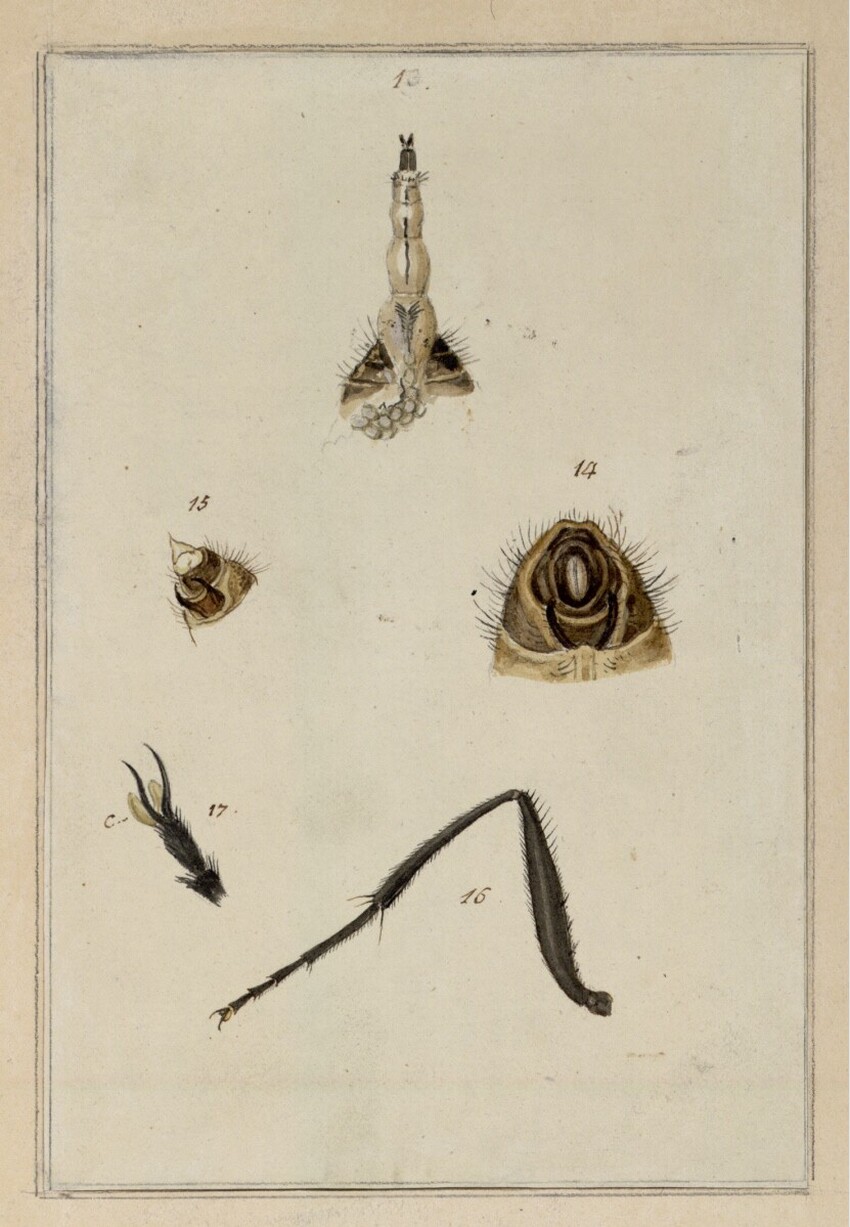 Johann Rudolf Schellenberg (Basel 1740 - 1806 Töß bei Winterthur) | Ovipositor, Abdomenteile, Bein und Fuß einer Fliege | Displayed motifs: Insect, White dove, Bird, Animal, 