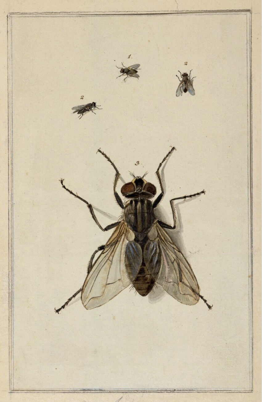 Johann Rudolf Schellenberg (Basel 1740 - 1806 Töß bei Winterthur) | Drei kleine und eine große Darstellung einer Stubenfliege | Displayed motifs: Insect, Beetle, Moths and butterflies, White dove, 