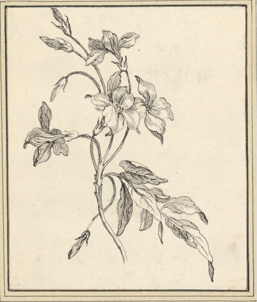 Maria Luise von Bourbon-Parma (Parma 1751 - 1819 Rom) | Blumen | Displayed motifs: Flower, White dove, Plant, Angel, 