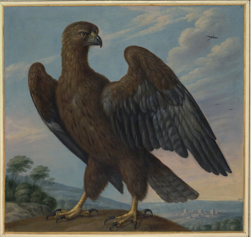 Johann Jakob Walther d. Ä. (Straßburg um 1600 - nach 1679 Straßburg) | "Aquila Chrysaetos, ein Edler Adler." | Displayed motifs: Angel, Chicken, Bird, White dove, Falcon, Turkey, Tree, 