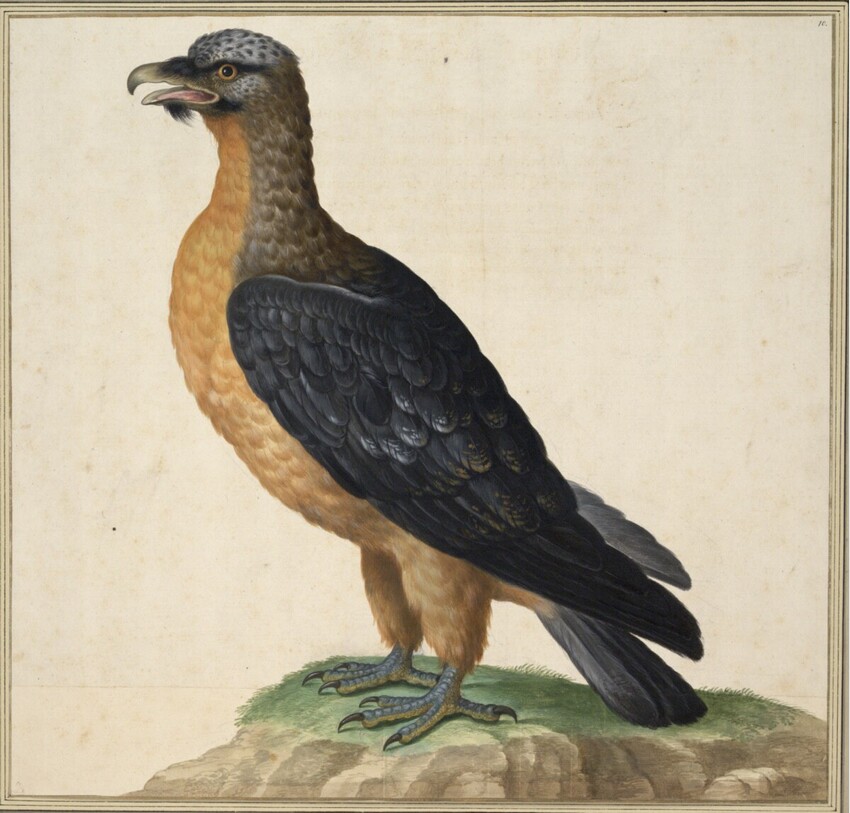 Johann Jakob Walther d. Ä. (Straßburg um 1600 - nach 1679 Straßburg) | "Vultur Aureus. Ein Goltgeyr." | Displayed motifs: Bird, Angel, 