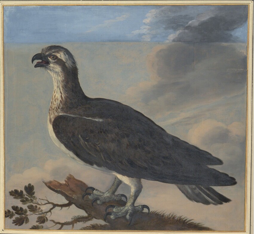 Johann Jakob Walther d. Ä. (Straßburg um 1600 - nach 1679 Straßburg) | "Aquila Anataria" | Displayed motifs: Bird, 