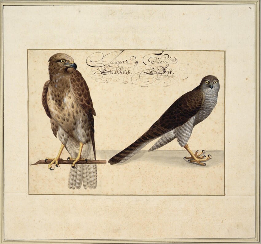 Johann Jakob Walther d. Ä. (Straßburg um 1600 - nach 1679 Straßburg) | "Habicht und Falke." | Displayed motifs: Falcon, Eagle, 