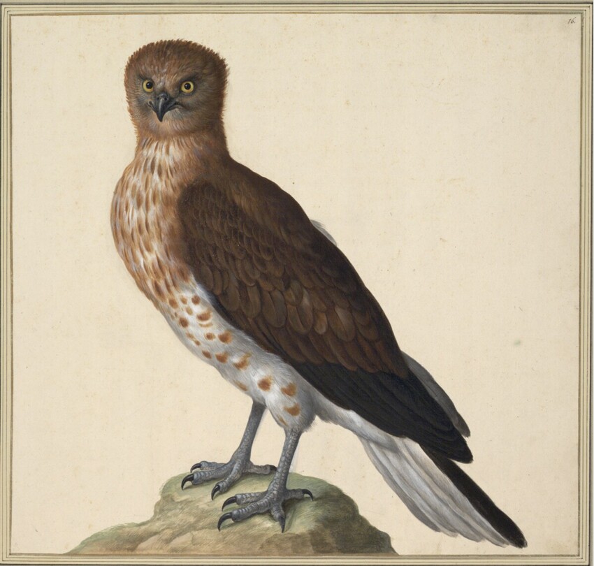 Johann Jakob Walther d. Ä. (Straßburg um 1600 - nach 1679 Straßburg) | "Accipiter Asteria. Ein geschlecht der Habichen." | Displayed motifs: Falcon, Bird, Eagle, Raven, 