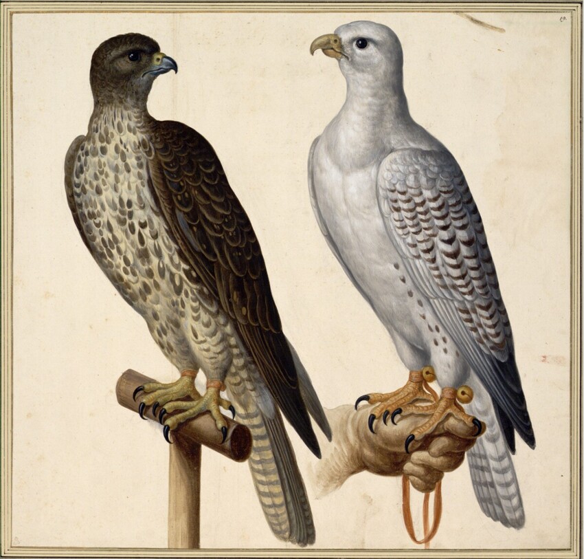 Johann Jakob Walther d. Ä. (Straßburg um 1600 - nach 1679 Straßburg) | "Gyr Falco. Ein Gyr Falck. Falco albo. Ein weißer Ißländischer Falck." | Displayed motifs: Falcon, Bird, Angel, Eagle, 