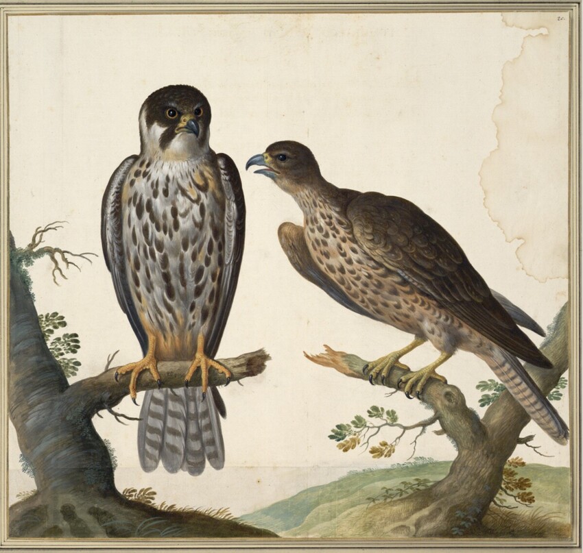 Johann Jakob Walther d. Ä. (Straßburg um 1600 - nach 1679 Straßburg) | "Lithofalco. Ein Baum Falck. Falco Rubeus. Ein Roter Falcke." | Displayed motifs: Falcon, Coat of arms, White dove, Bird, Eagle, Angel, 