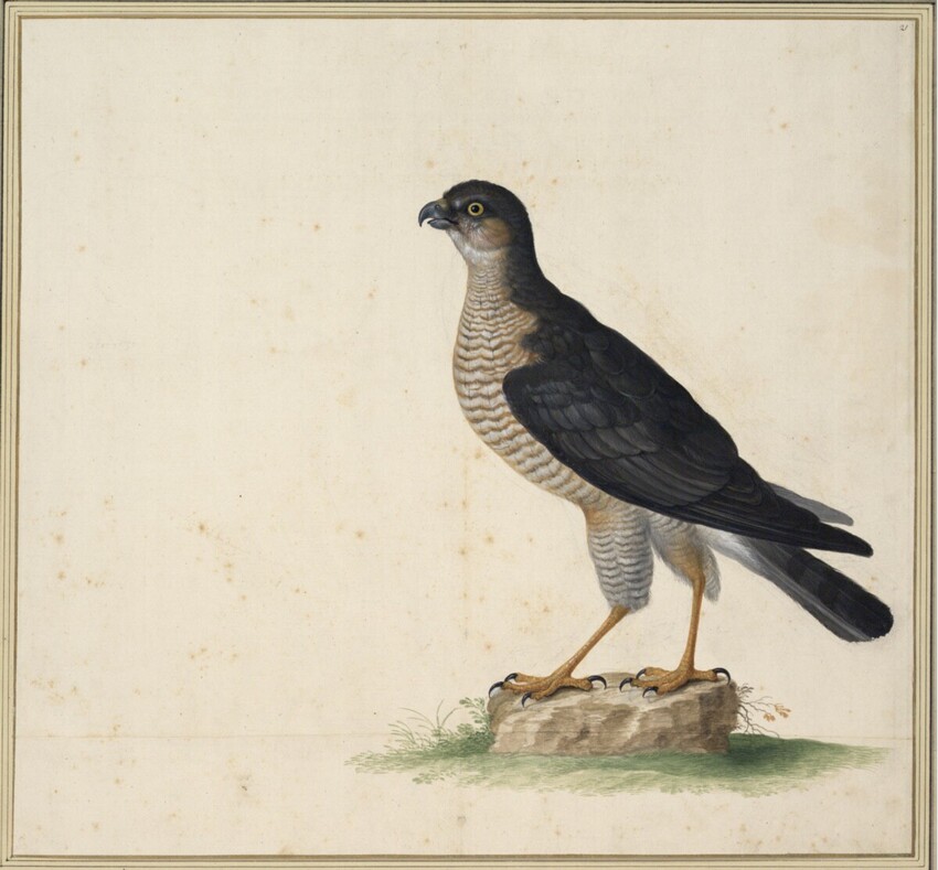 Johann Jakob Walther d. Ä. (Straßburg um 1600 - nach 1679 Straßburg) | "Sparuerius Nisus. Ein Sperber." | Displayed motifs: Bird, Falcon, Angel, 