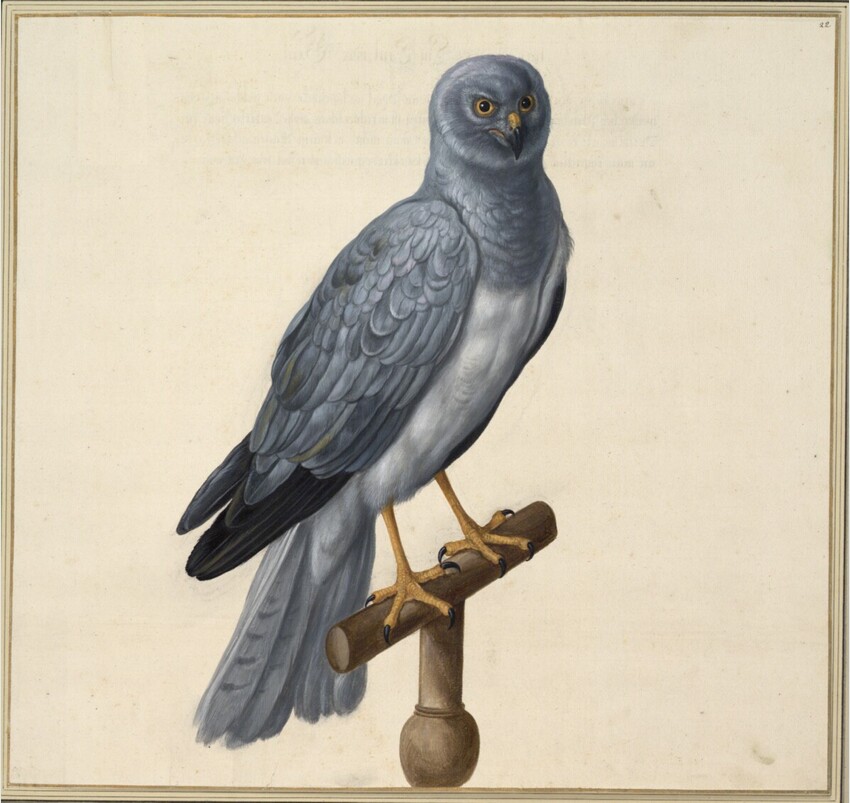 Johann Jakob Walther d. Ä. (Straßburg um 1600 - nach 1679 Straßburg) | "Falco Exoticus" | Displayed motifs: Bird, Falcon, Angel, Owl, 