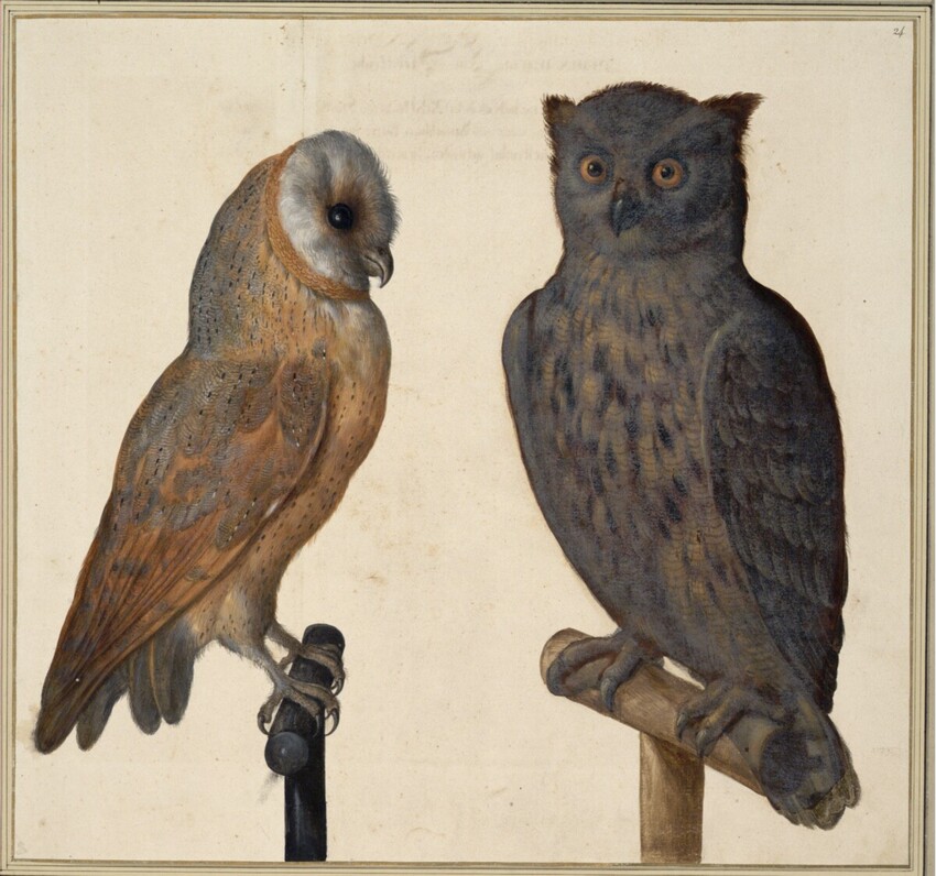 Johann Jakob Walther d. Ä. (Straßburg um 1600 - nach 1679 Straßburg) | "Vlula Flammeata. Eine Schleyer Eul. Bubo. Ein Buhu." | Displayed motifs: Owl, Falcon, Angel, 