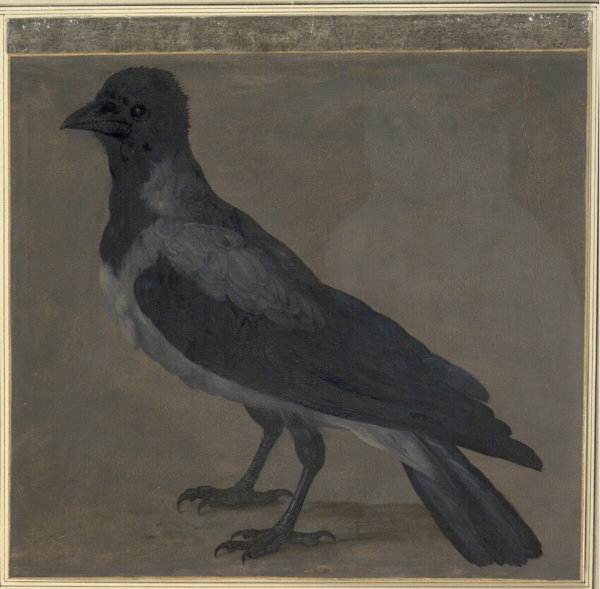 Johann Jakob Walther d. Ä. (Straßburg um 1600 - nach 1679 Straßburg) | "Cornix uaria. Eine Nebelkrähe." | Displayed motifs: Bird, Raven, 