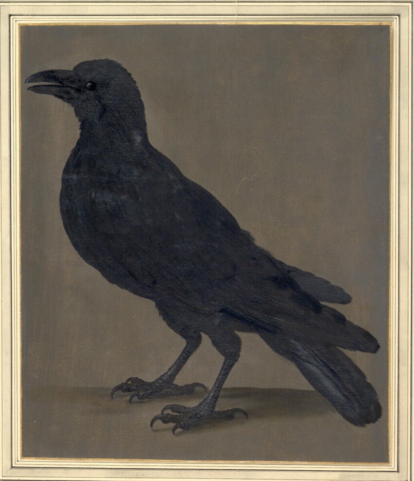 Johann Jakob Walther d. Ä. (Straßburg um 1600 - nach 1679 Straßburg) | "Corvus. Ein Raab." | Displayed motifs: Bird, Raven, 