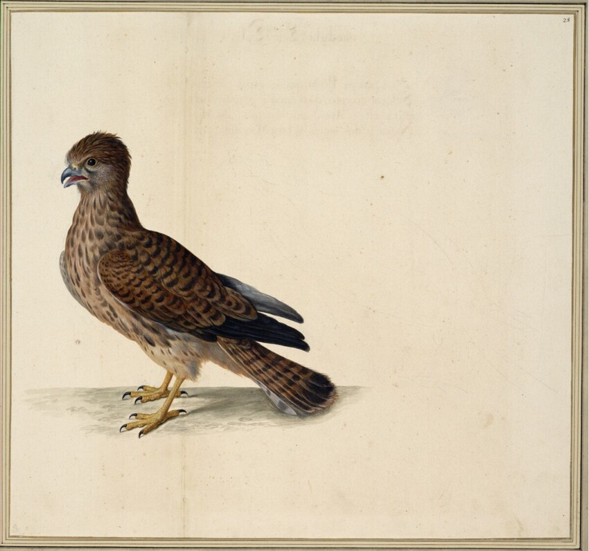 Johann Jakob Walther d. Ä. (Straßburg um 1600 - nach 1679 Straßburg) | "Tinnuculus. Ein Wannenweher." | Displayed motifs: Falcon, Bird, Angel, White dove, 