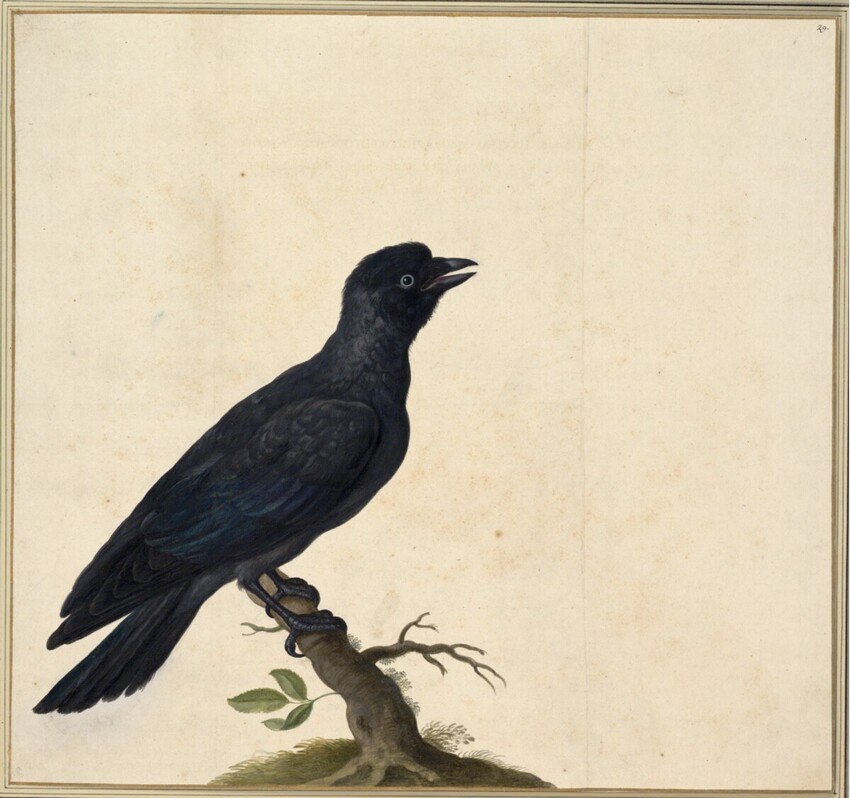 Johann Jakob Walther d. Ä. (Straßburg um 1600 - nach 1679 Straßburg) | "Monedula. Eine Tul." | Displayed motifs: Bird, Raven, 