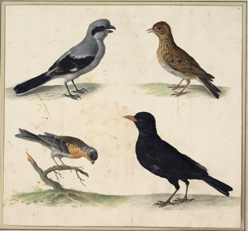 Johann Jakob Walther d. Ä. (Straßburg um 1600 - nach 1679 Straßburg) | "Lanius cinereus. Ein Tornträher oder Neunmörder. Alauda. Eine Lerch. Merula. Eine Ambsel." | Displayed motifs: Sparrow, Bird, White dove, Raven, Magpie, Angel, 