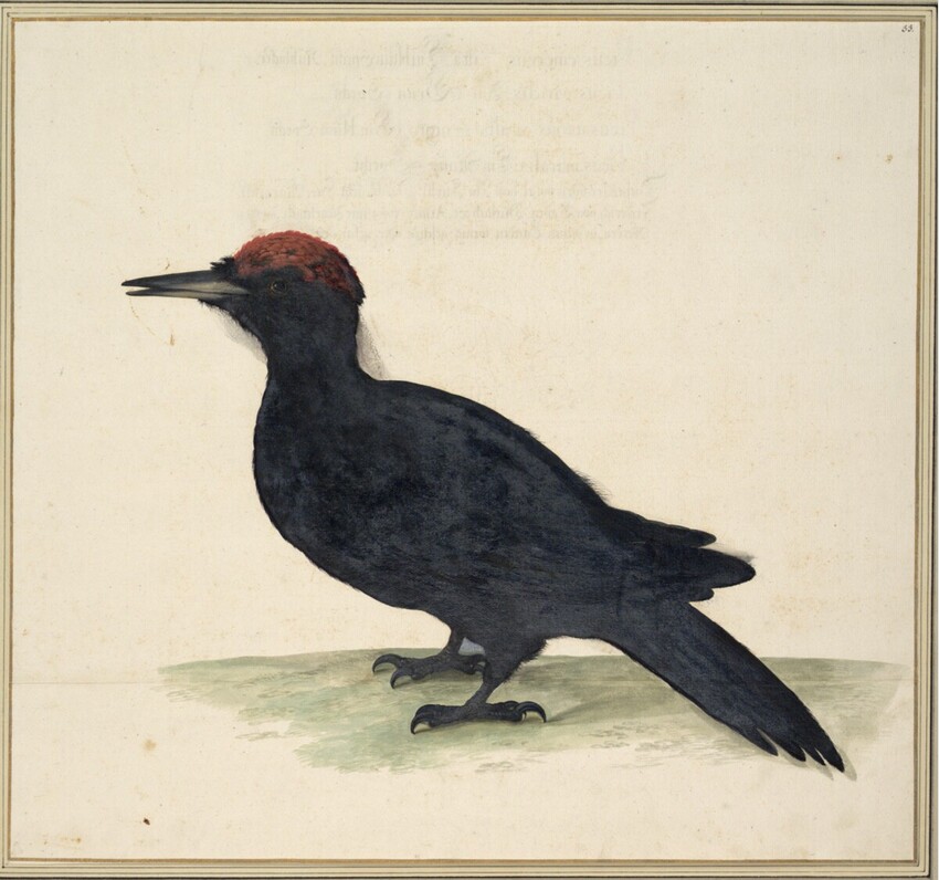 Johann Jakob Walther d. Ä. (Straßburg um 1600 - nach 1679 Straßburg) | "Picus Maximus niger. Ein Krähe Specht." | Displayed motifs: Bird, 