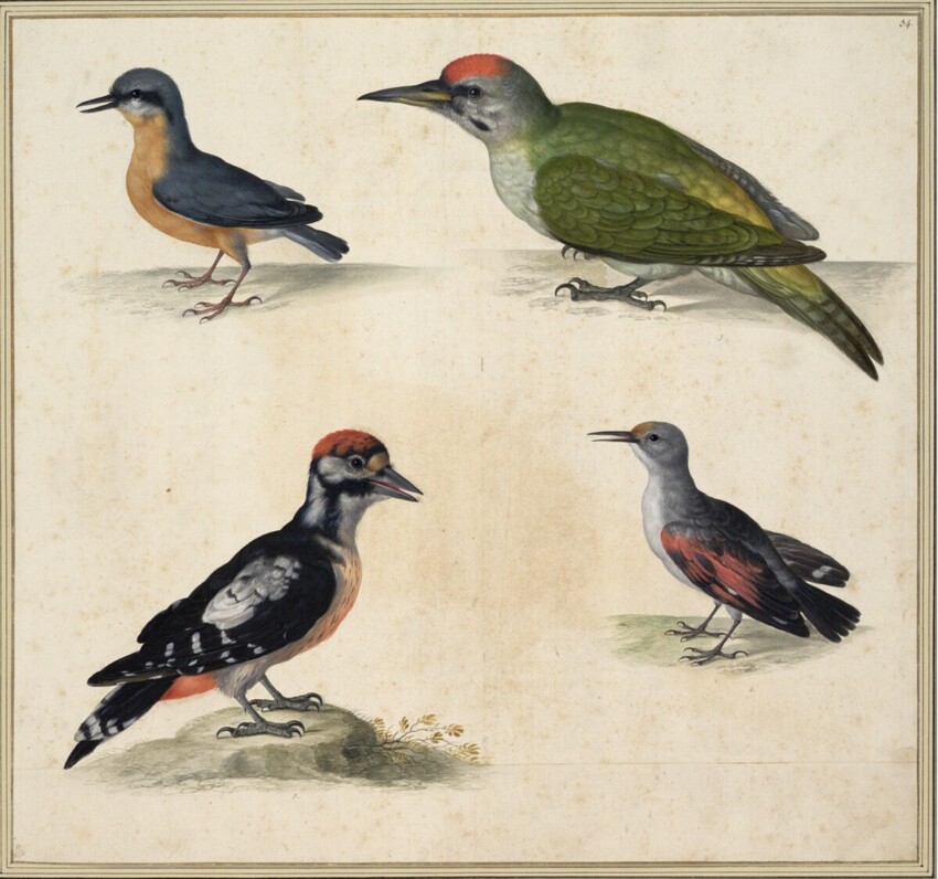 Johann Jakob Walther d. Ä. (Straßburg um 1600 - nach 1679 Straßburg) | "Picus cinereus, Sitta. Ein blau Specht. Nußbicker. Picus viridis. Ein Grün Specht." | Displayed motifs: Bird, Parrot, White dove, Angel, 